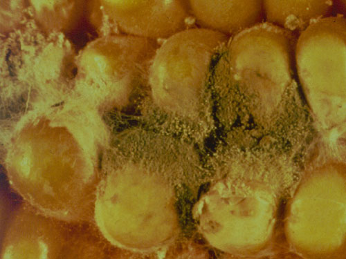 http://hiv.com.vn/Uploads/images/aflatoxin2_e8bb7.jpg